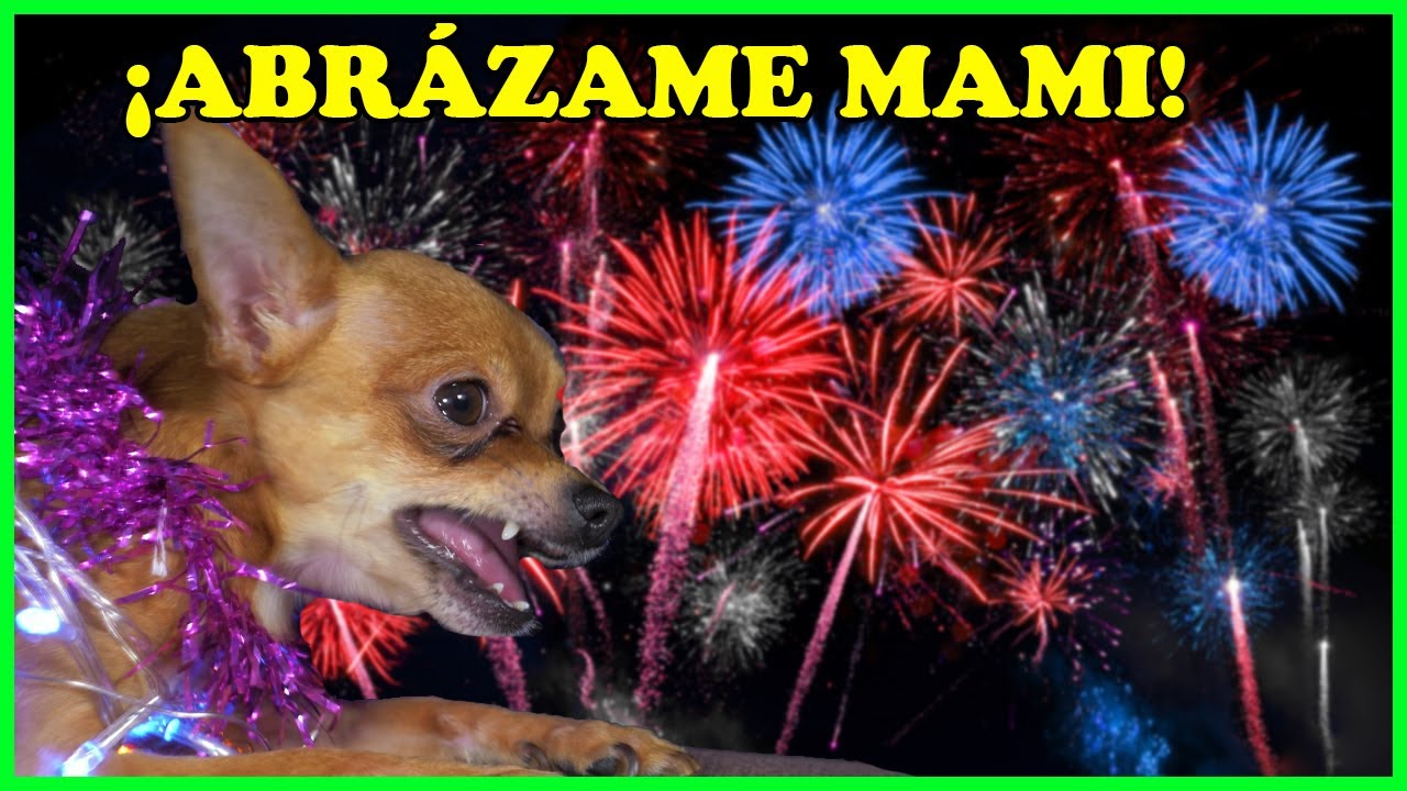 Cómo Ayudar A Mi Perro Cuando Tiene Miedo, Lo Acaricio O Lo Ignoro