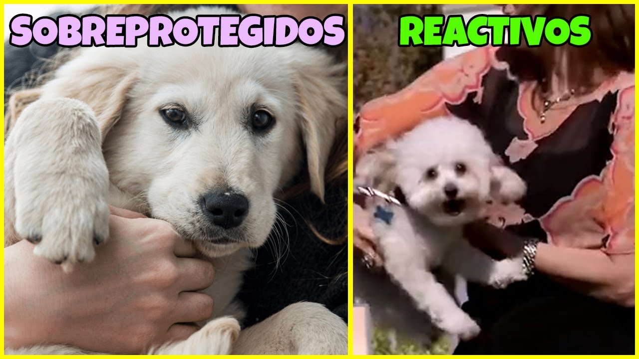 Cómo De Reactivo Y Agresivo Es Tu Perro Evalúalo Tú Mismo