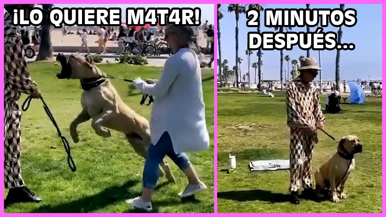 Este Perro Es Agresivo, Reactivo, O Está Malcriado