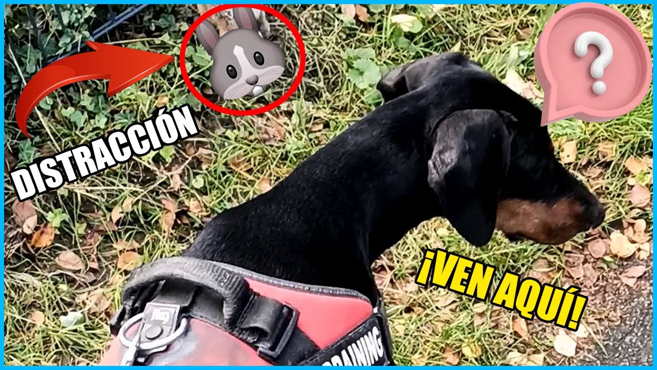 Mi Perro Me Ignora Cuando Lo Llamo