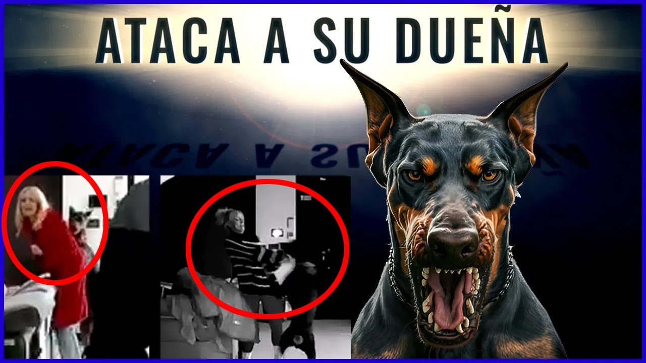 Perro Ataca A Sus Dueñas(y Alumnas)pon LÍmites O Terminarás Mordido