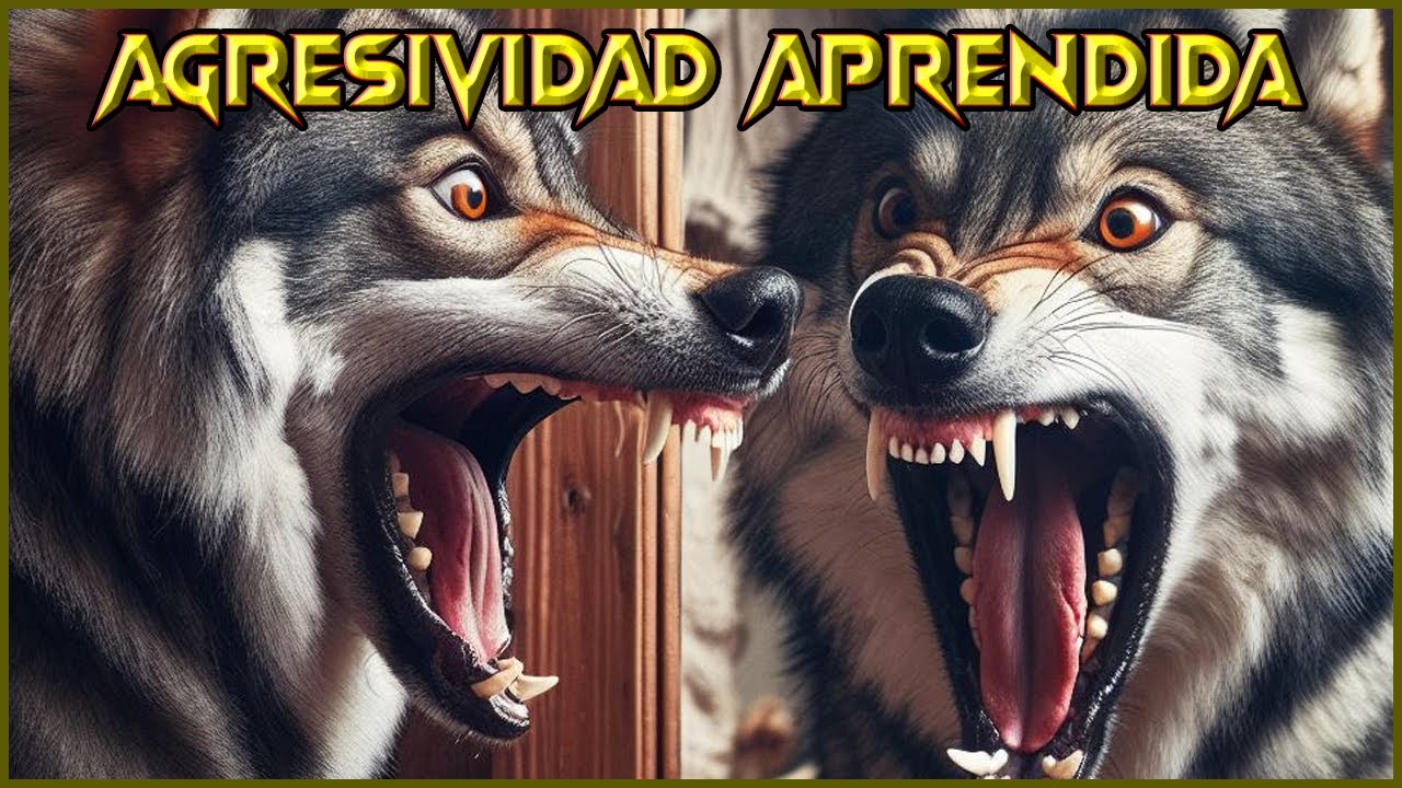 Agresividad Aprendida