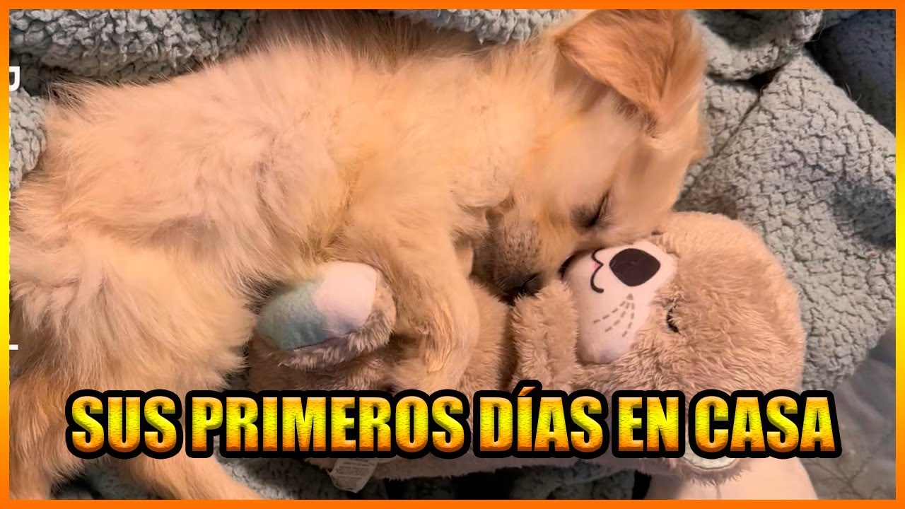 Cachorros En Casa