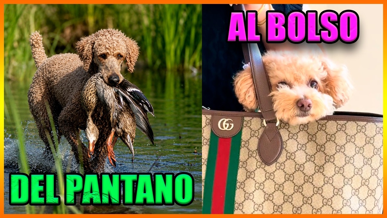 Caniches Poodles
