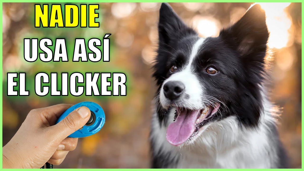 Clicker Para Perros