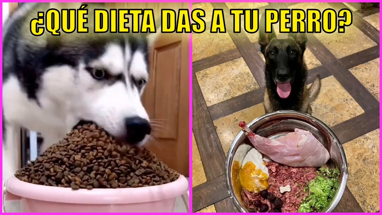 Dieta Barf Para Perros