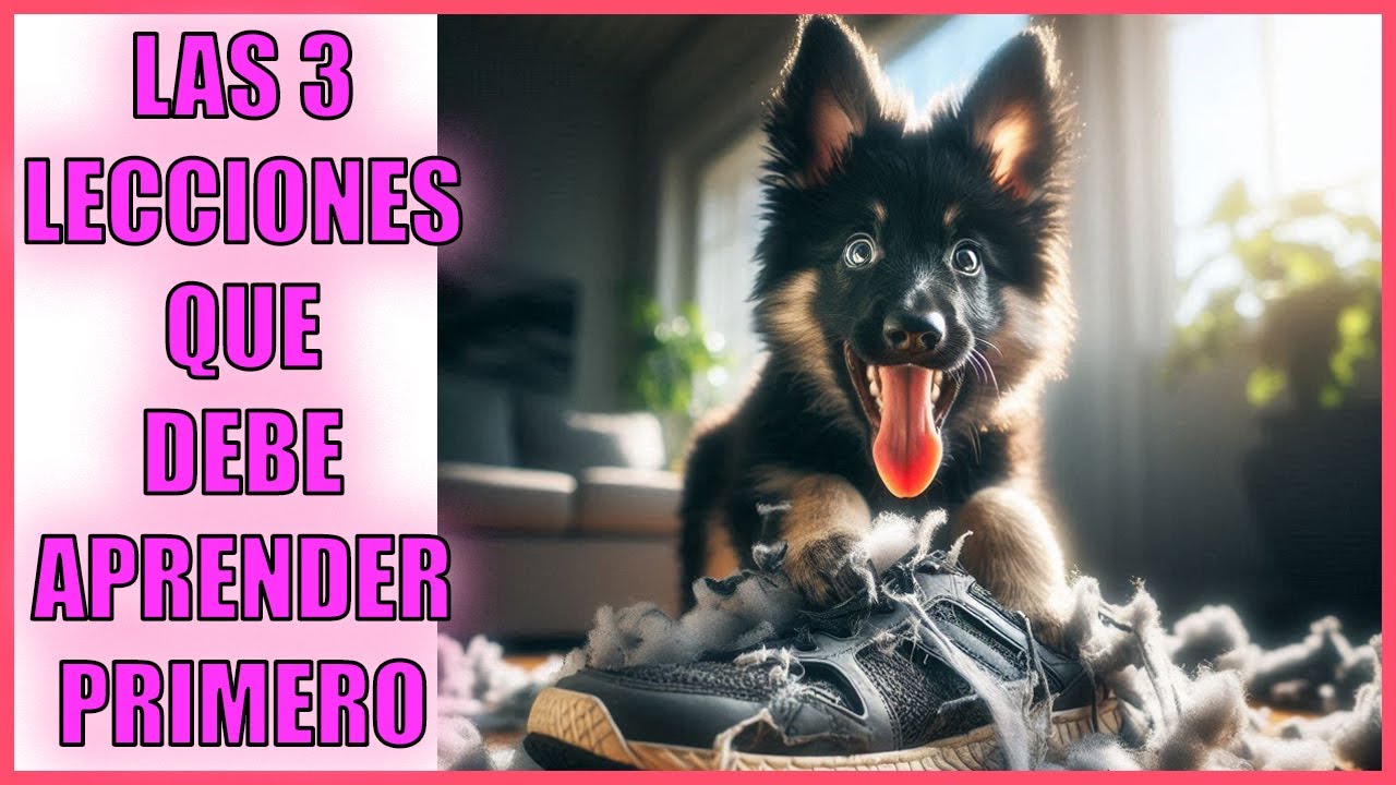 Educacion Cachorro