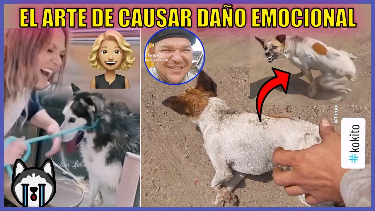 Emociones Caninas