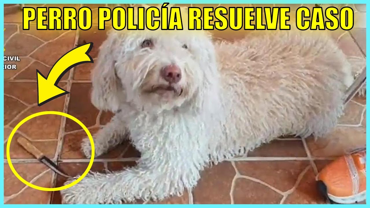Juegos De Olfato Canino