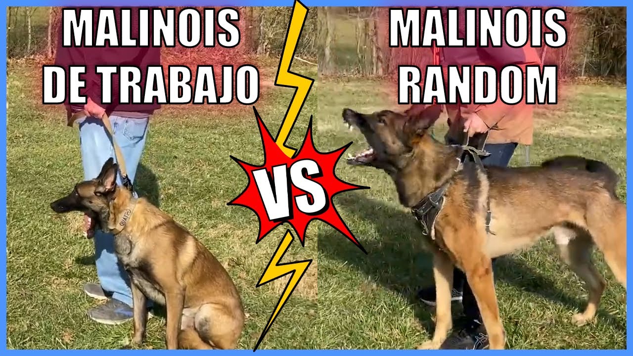 Malinois De Trabajo