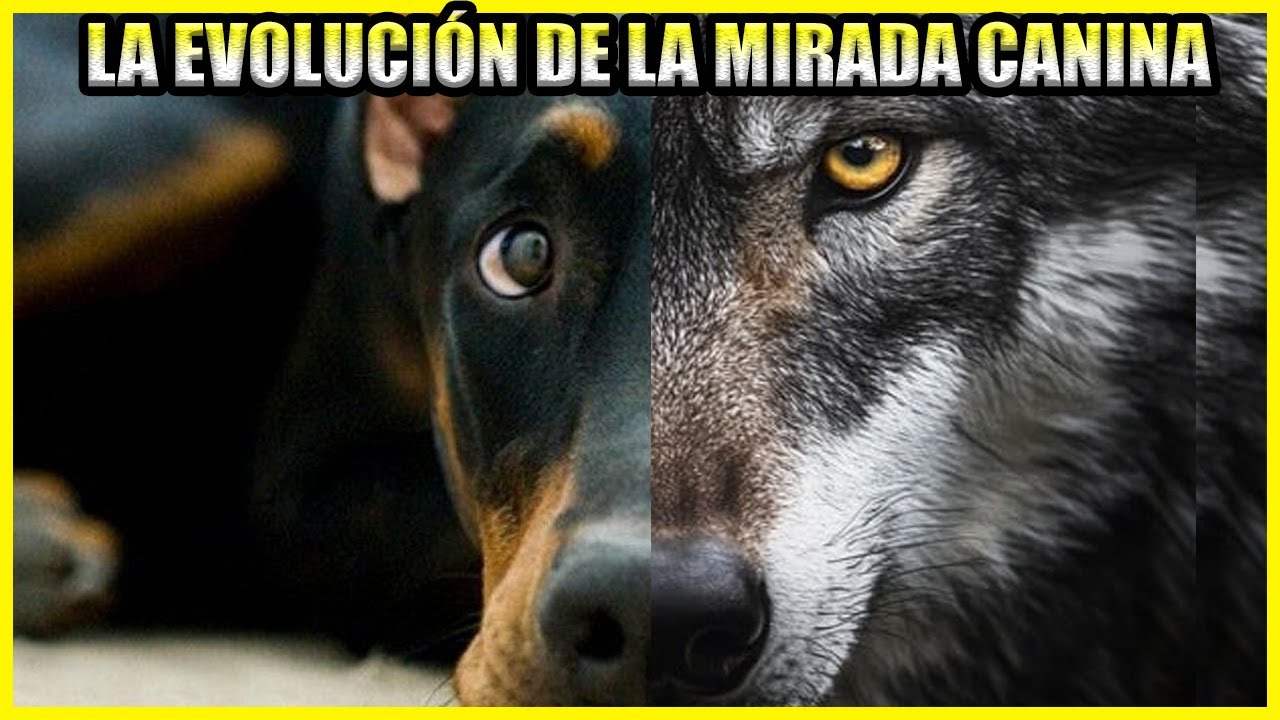 Mirada De Perros Y Lobos