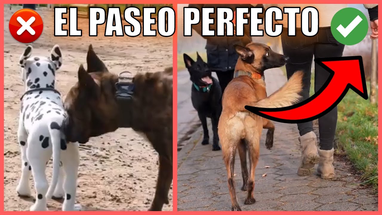 Paseo Con Perro