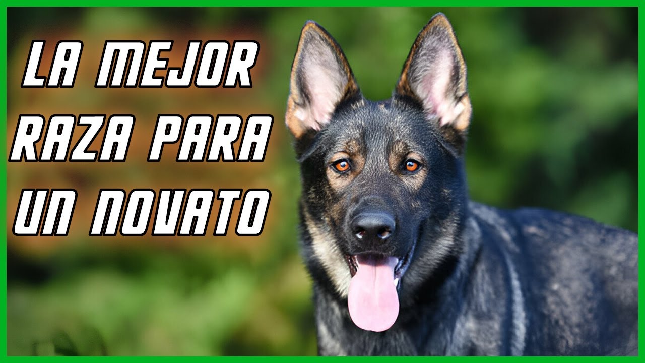 Pastor Aleman Perro