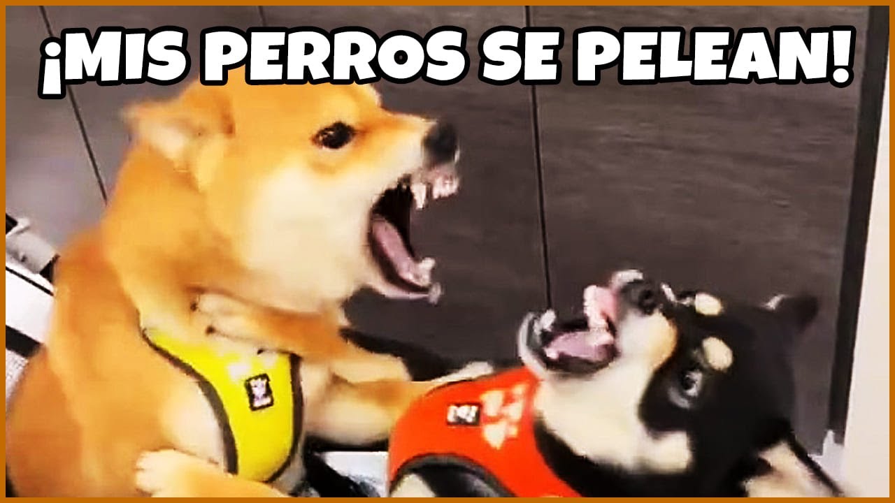 Pelea De Perros Pequeños Mascotas