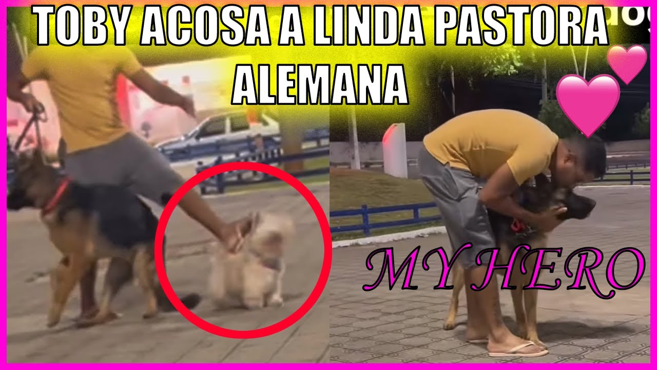 Perros Acosadores