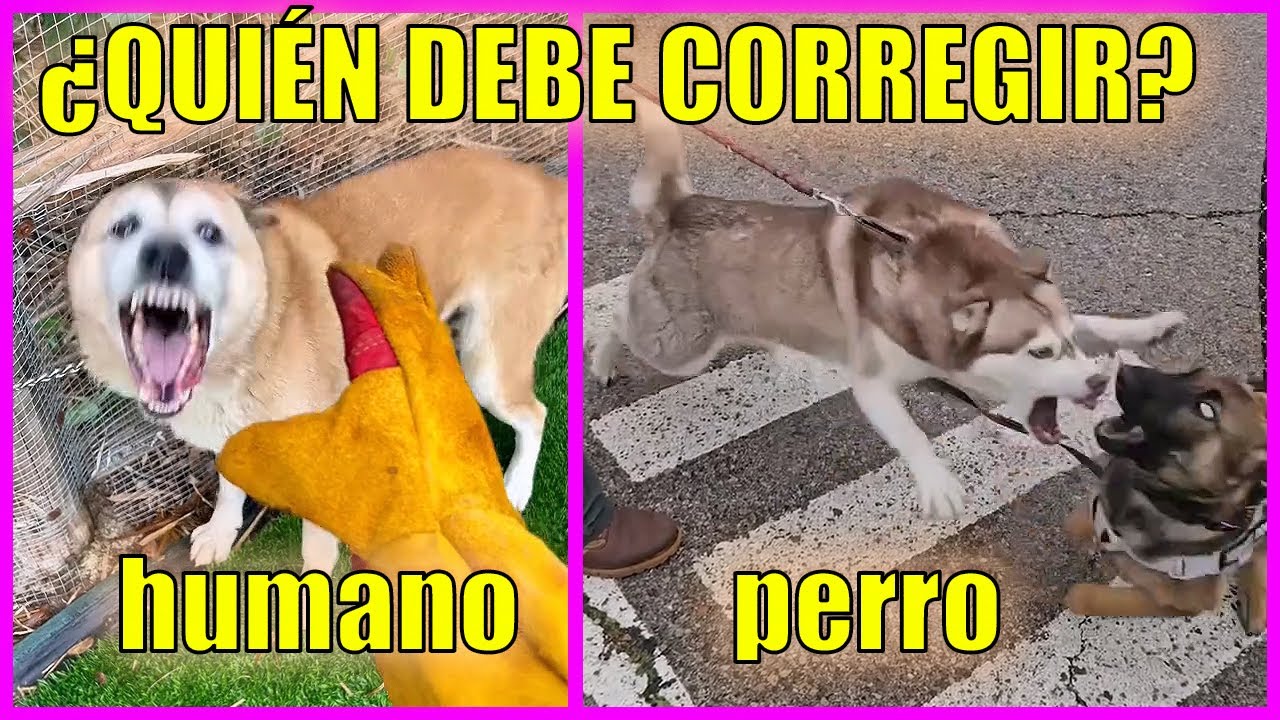 Perros Agresivos Corrigiendo