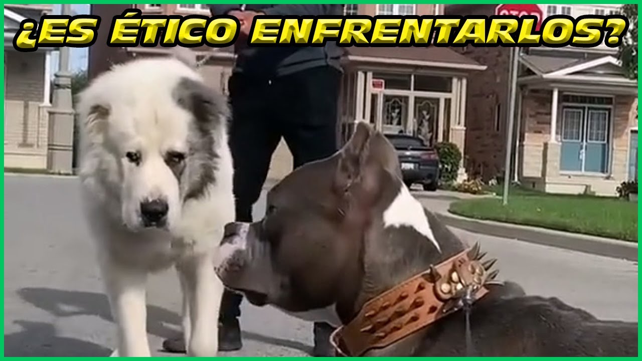 Perros Agresivos Reactivos