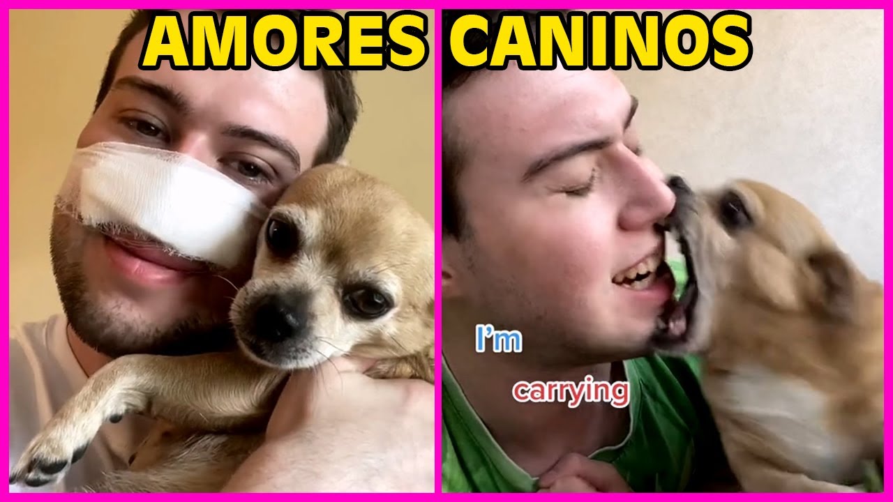 Perros Agresivos