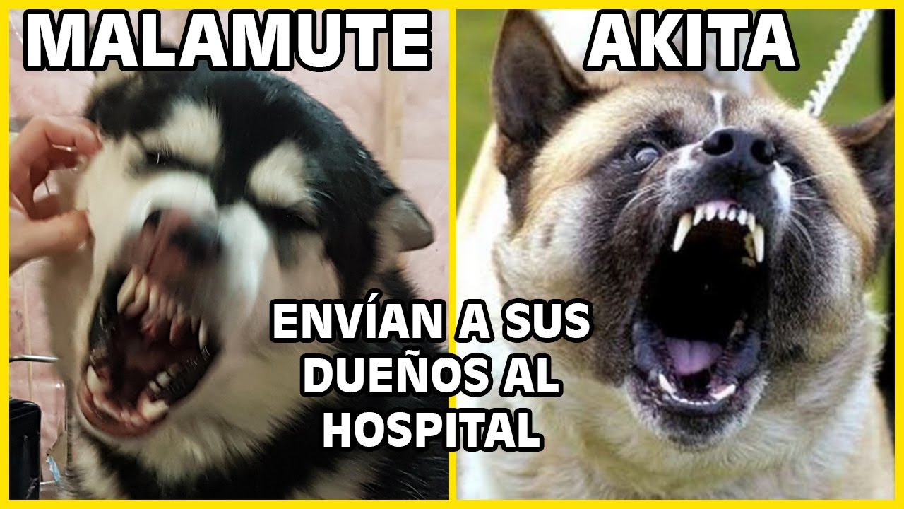 Perros Akita Malamute