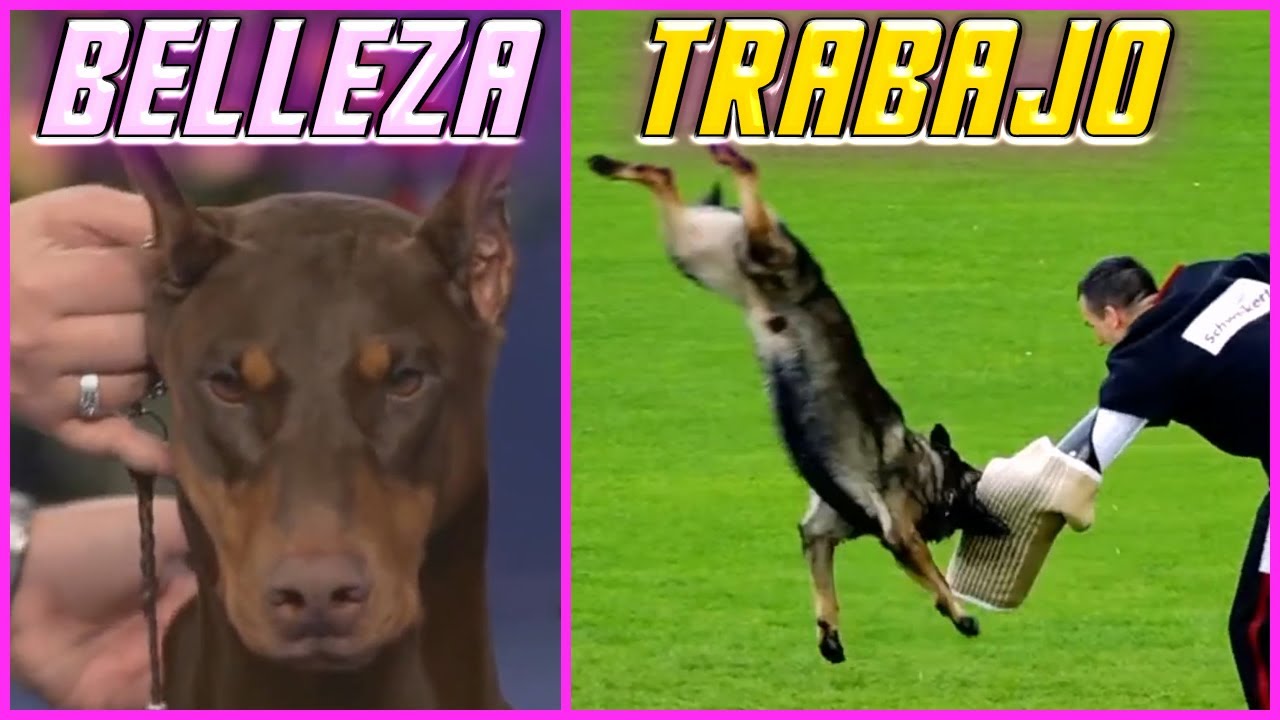 Perros De Belleza Y Trabajo