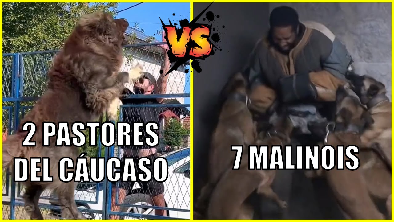 Perros De Guarda