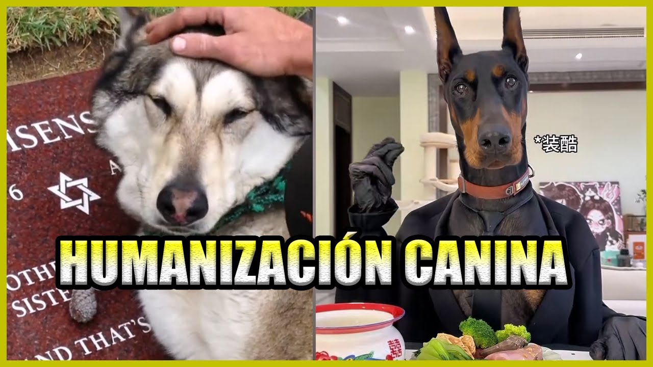 Perros Humanizados