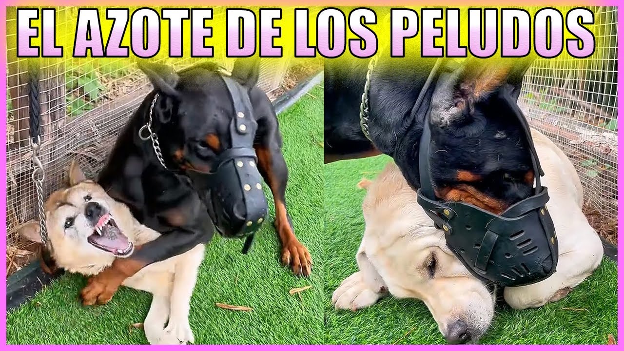 Perros Matones Corrigiendo