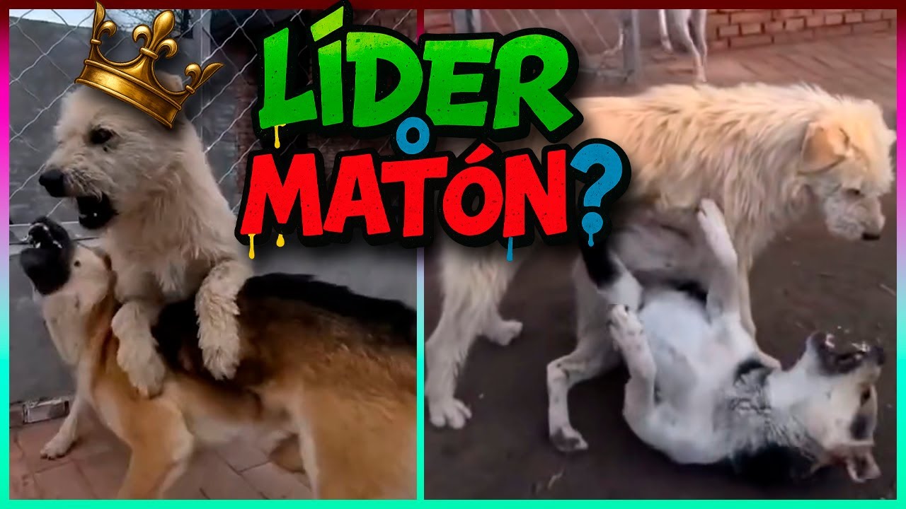 Perros Matones Rehabilitando