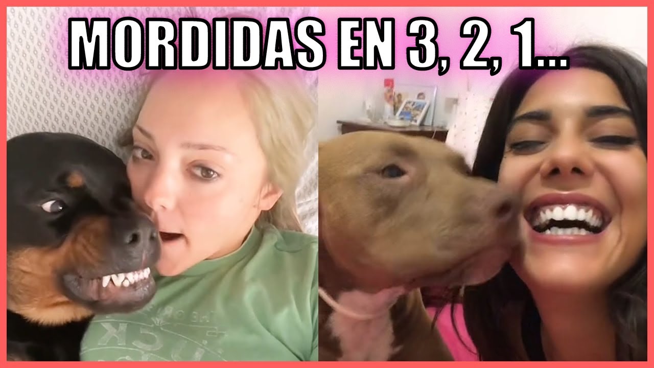 Perros Muerden