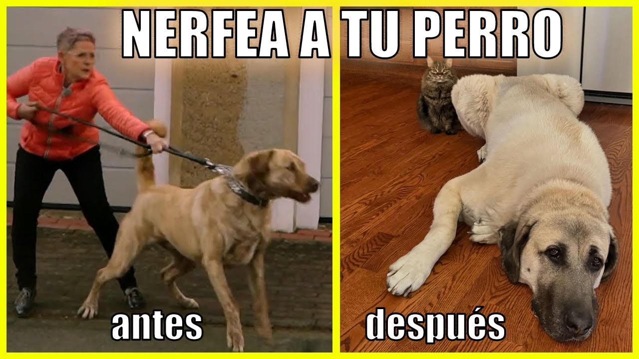 Perros Poderosos