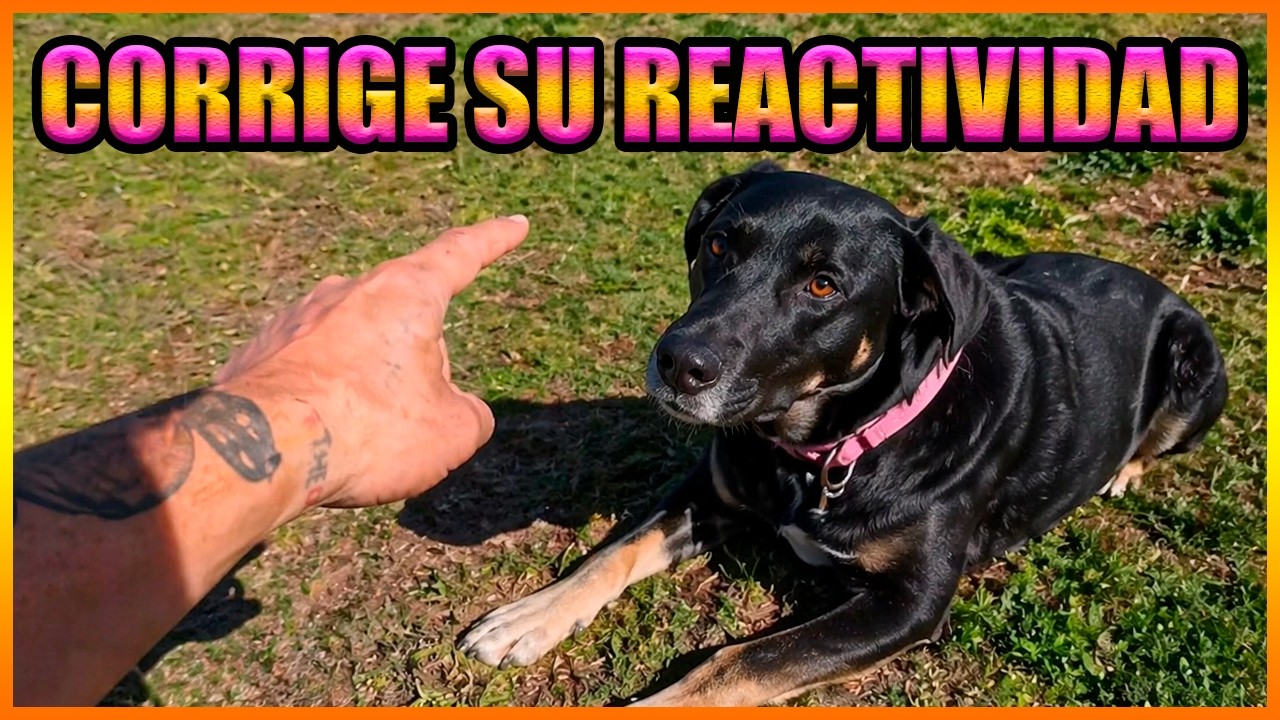 Perros Reactivos
