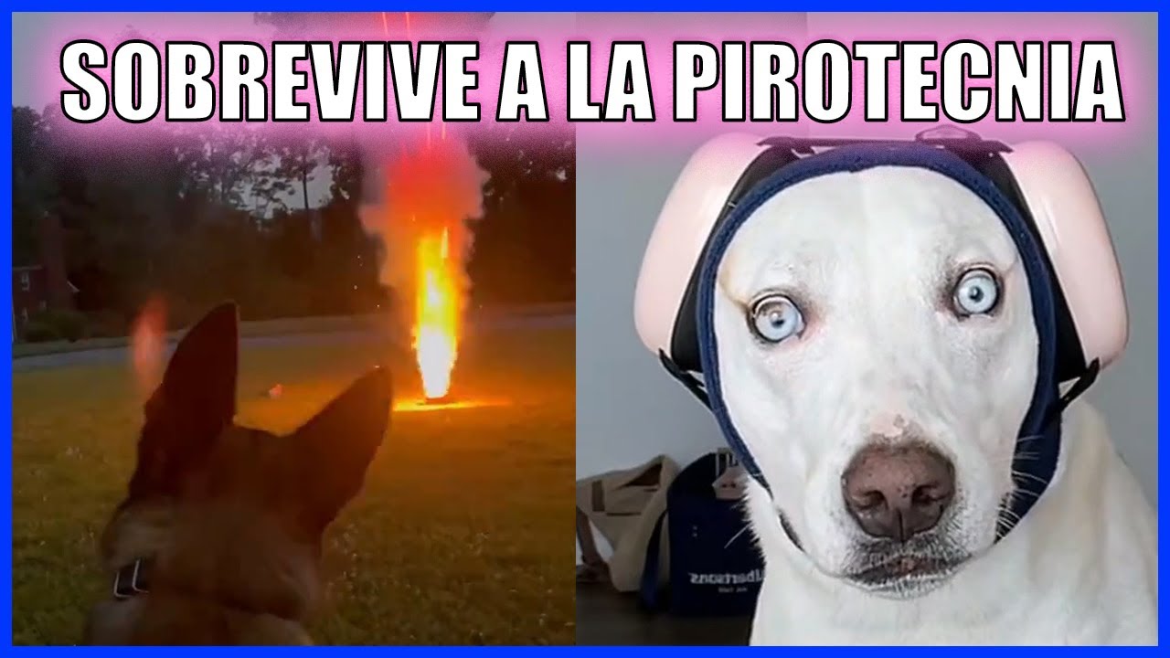 Perros Sufren Pirotecnia