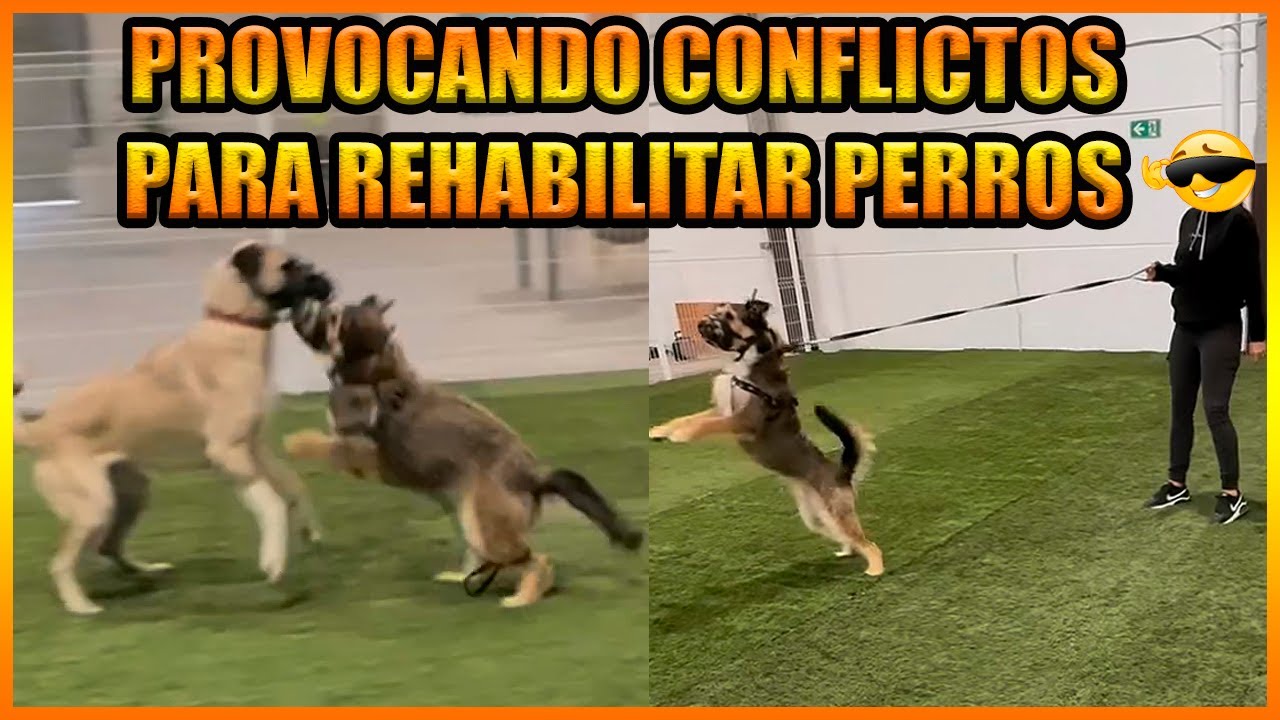 Rehabilitación Canina