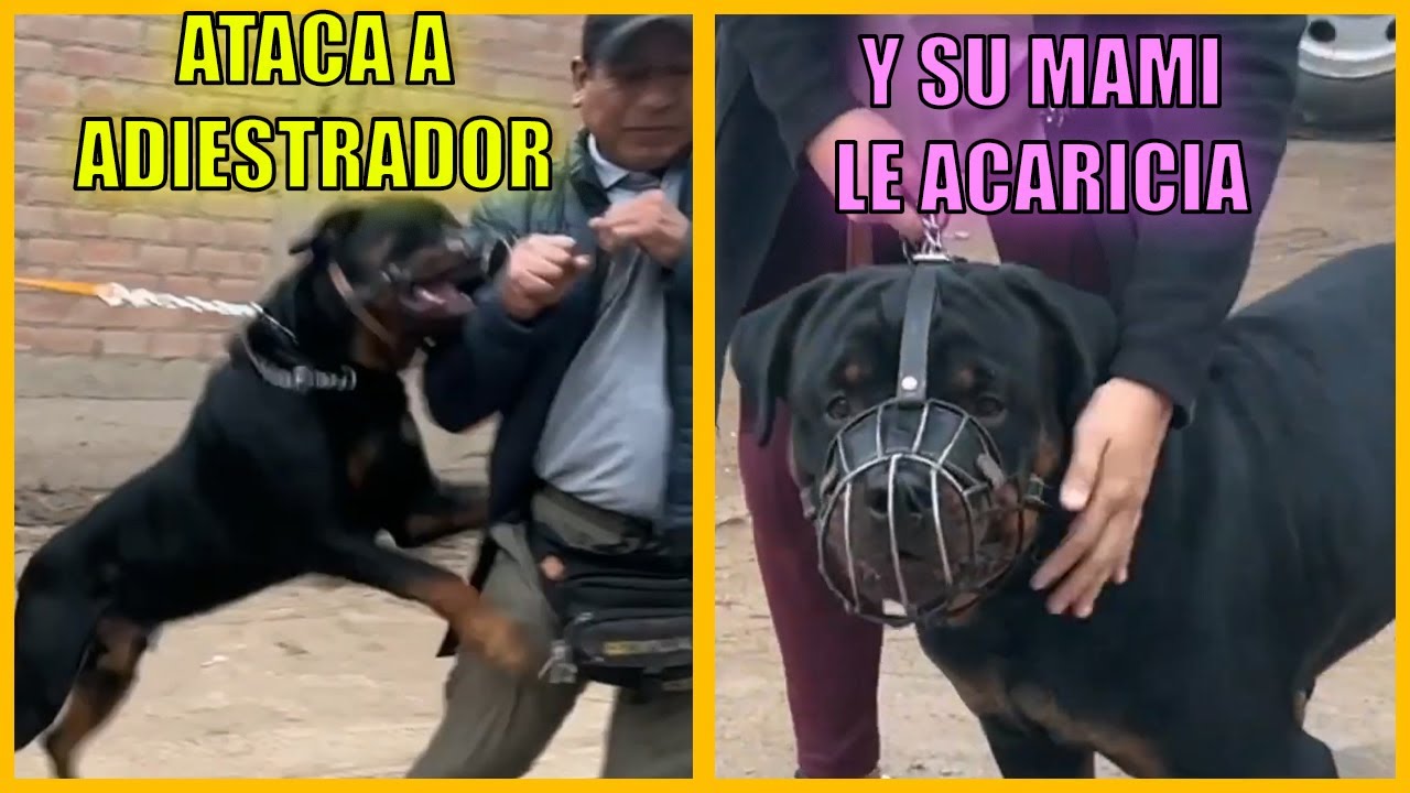 Rottweiler Agresivo