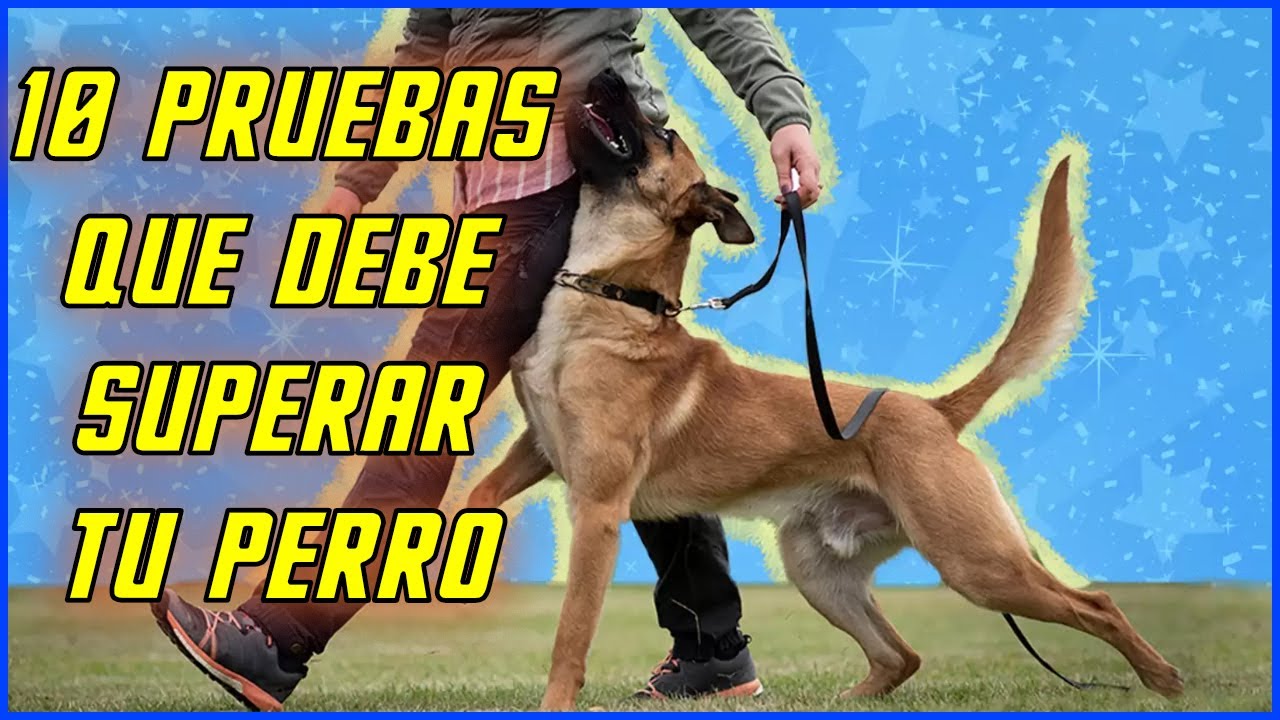 Sociabilidad Canina